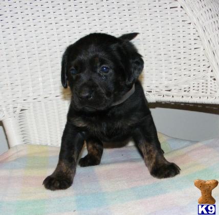 Labrador Retriever Puppies